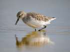 White-rumped sandpiper feeding in a pond. South America, Falkland Islands, Volunteer Point. Art Print